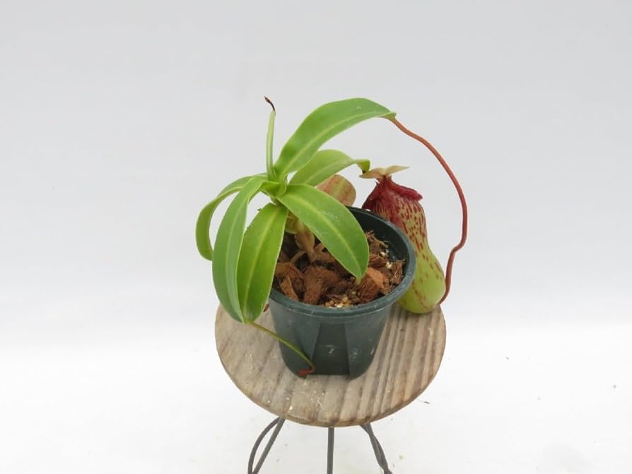 Amazon.co.jp: N.(ventricosa × sibuyanensis)-giant × N.burkei